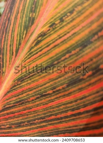 Similar – Foto Bild bunt gestreift Canna Blatt