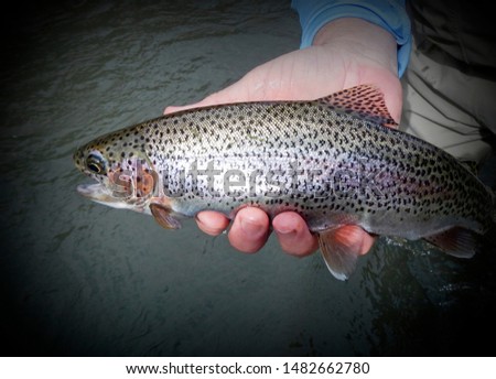    close up of trout in hand over creek before release                            