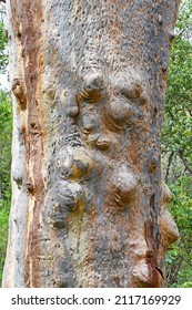 Close Up Of The Trunk Of An Australian Eucalypt Tree