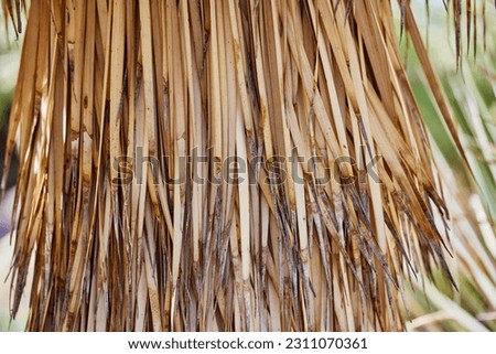 Close up of the Trunk of a Palm Tree