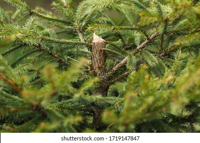 close up trunk of tree background
