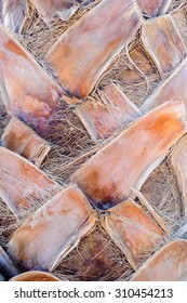 Close Up Of The Trunk Of A Tropical Palm Tree Showing The Remaining Portion Of Old Fronds That Have Broken Off After Dying And The Fibrous Underlying Bark Texture