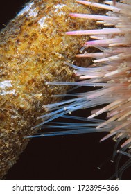 Close Up Of The Tube Feet On An Edible (also Known As Common) Sea Urchin Moving Up A Kelp Stem