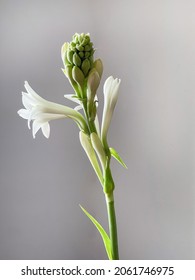 close up Tuberose and Buds on gray background
 


