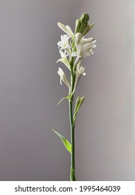 close up of 
 tuberose flowers and buds against on gray background
