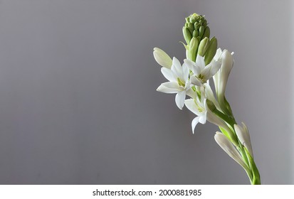 close up of 
 tuberose flowers and buds against on gray background

