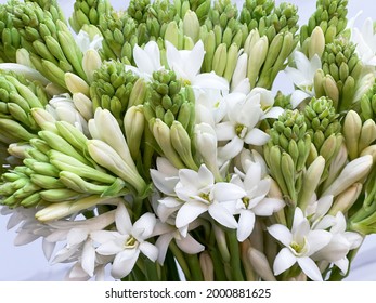 close up of 
 tuberose flowers and buds 
Bunch of Tuberose and Buds isolated closeup 

