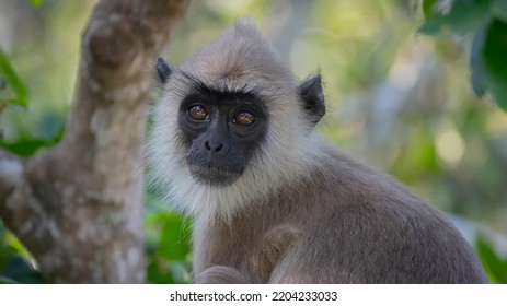 Close Up Tufted Gray Langur, Semnopithecus Priam.