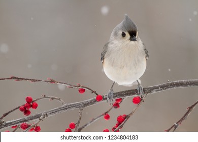 Close up of a tufted titmouse
