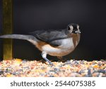 Close up tufted titmouse bird