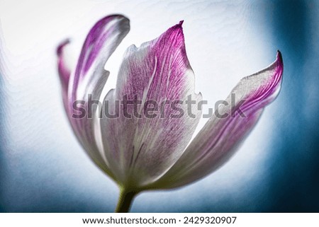 Close up of a tulip