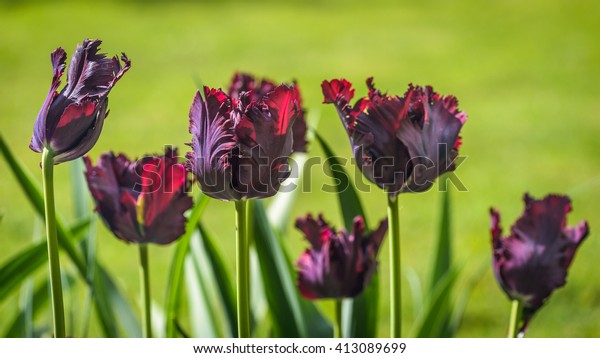 Close up of tulip\
Black Parrot in garden