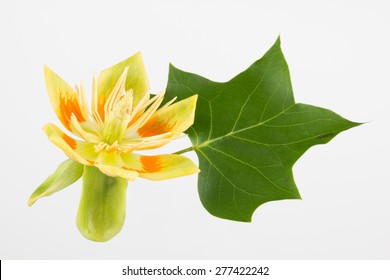 Close up of Tulip poplar flower and leaf. Flower is orange and green and shaped like a tulip. Liriodendron tulipifera