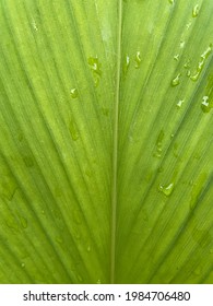 Close Up Of Tumeric Leaf