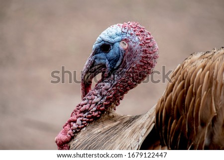 Close up of turkey, bird