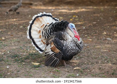 七面鳥 の画像 写真素材 ベクター画像 Shutterstock