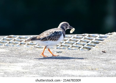 A Close Up Of A Turnstone With Food In Its Beak Along The Padstow Harbour Wall, Cornwall.