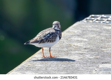 A Close Up Of A Turnstone Looking Over Its Shoulder Whilst Seaching For Food Along The Padstow Harbour, Cornwall.