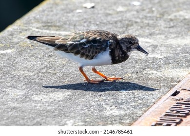 A Close Up Of A Turnstone Seaching For Food Along The Padstow Harbour, Cornwall.