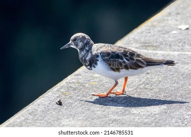 A Close Up Of A Turnstone Seaching For Food Along The Padstow Harbour, Cornwall.