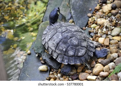 Close up Turtle