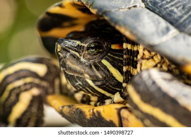 Close up turtle face with sharp eye in focus.