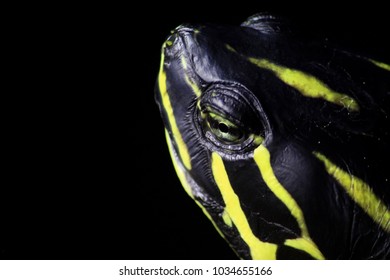 Close Turtle Head Stock Photo 1034655166 | Shutterstock