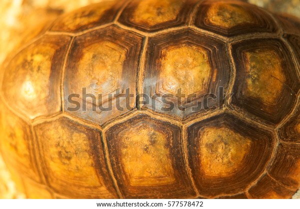 Close Turtle Shell Texture Beautiful Background Stock Photo (Edit Now ...