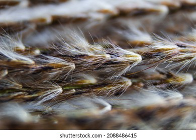 Close Up Tussock Grass On White Background. Macro Photography  With Focused Plant Hair