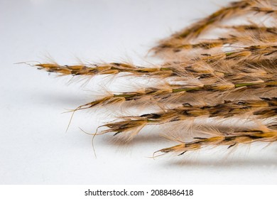 Close Up Tussock Grass On White Background. Macro Photography  With Focused Plant Hair