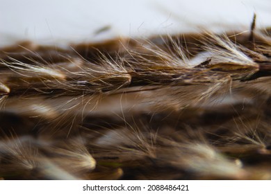 Close Up Tussock Grass On White Background. Macro Photography  With Focused Plant Hair