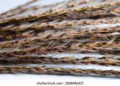 Close Up Tussock Grass On White Background. Macro Photography  With Focused Plant Hair