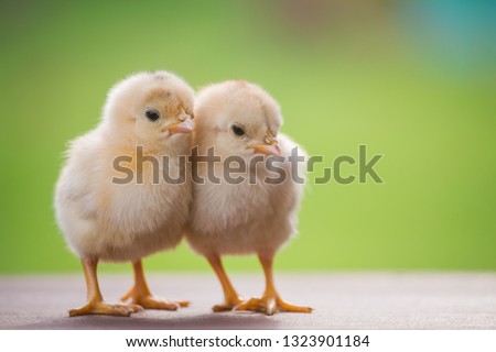 Close up twin of little chickens friend between brown and yellow color on green or natural background and on wood floor, Both of chicks, Newborn of chickens on wooden nest for business and trader 