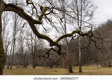 A close up of a twisted moss covered tree branch framing a peaceful park view with green lawns, bare trees, and wooden benches in early spring.