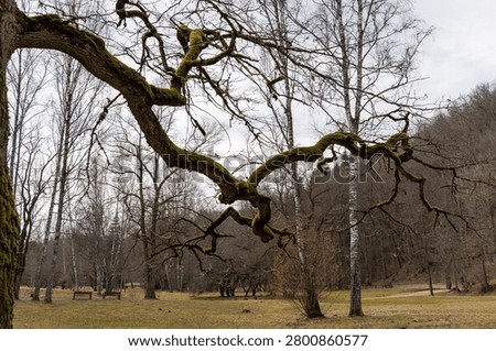 A close up of a twisted moss covered tree branch framing a peaceful park view with green lawns, bare trees, and wooden benches in early spring.