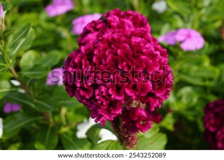 Close up of twisted red cockscomb or celosia cristata flower 
