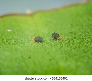 Close Up Of Two Adult Clover Mites On A Leaf. Bryobia Praetiosa