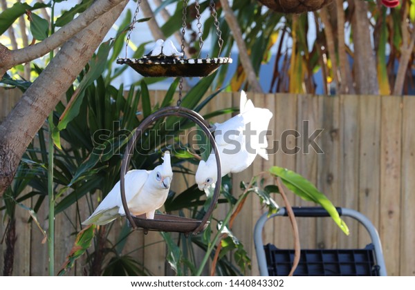 Close Two Australian Corella Cockatoo Birds Stock Photo Edit Now