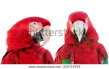 Close up two beautiful Scarlet Macaws parrot bird (Ara macao) against a white background.