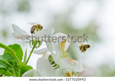 Close up two bees collecting pollen on white flowers of apple tree.