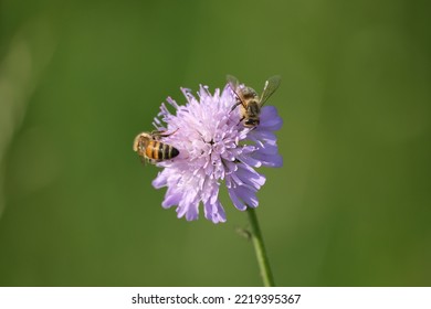 Close up of two bees on a field scabious flower, a pair of working bees in nature