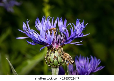 close up of two bees on a purple cornflower. Beautiful purple color and details of the flower. The bee on focus is flying towards the flower. Blurred dark background
