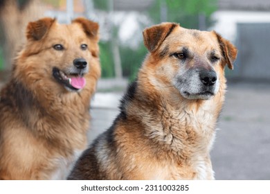 Close up of two brown dogs in a farm yard on a blurred background - Shutterstock ID 2311003285