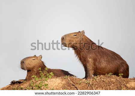 Close up of two Capybaras on a river bank, South Pantanal, Brazil.