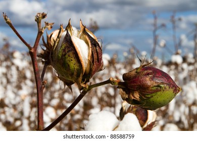 Close Up Of Two Cotton Bolls Growing On The Stem In A Field Of Cotton Plants Close To Harvest Time.