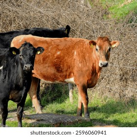 
		Close up of two cows one black and one brown		