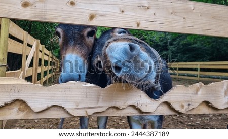 Close up of two curious donkeys peeking through wooden fence near coastal town Omis, Split-Dalmatia, Croatia, Europe. Funny animal scene. Low angle photography. Playful mood. Petting zoo for children