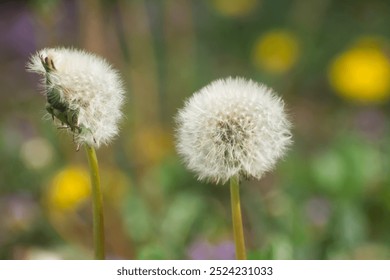 Close up of two dandelions, in the white seed stage. Ready to make some wishes. in the yard - Powered by Shutterstock