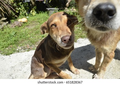 close up of two dogs
