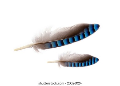 Blue Jay Feather Hd Stock Images Shutterstock